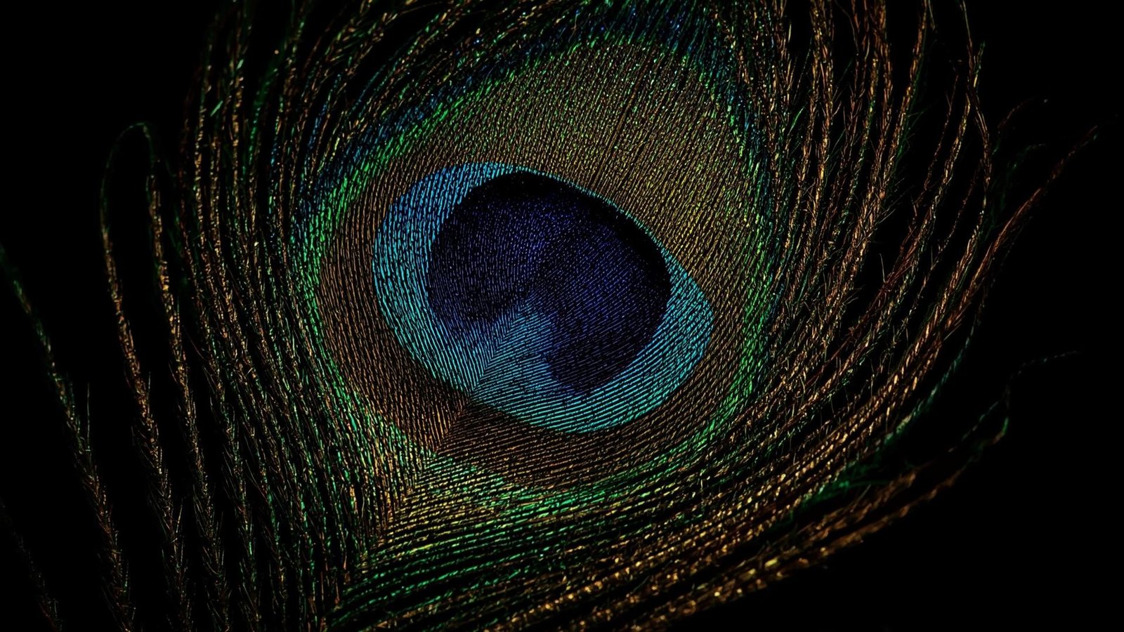 Download Free Minimalist Peacock Feather Background