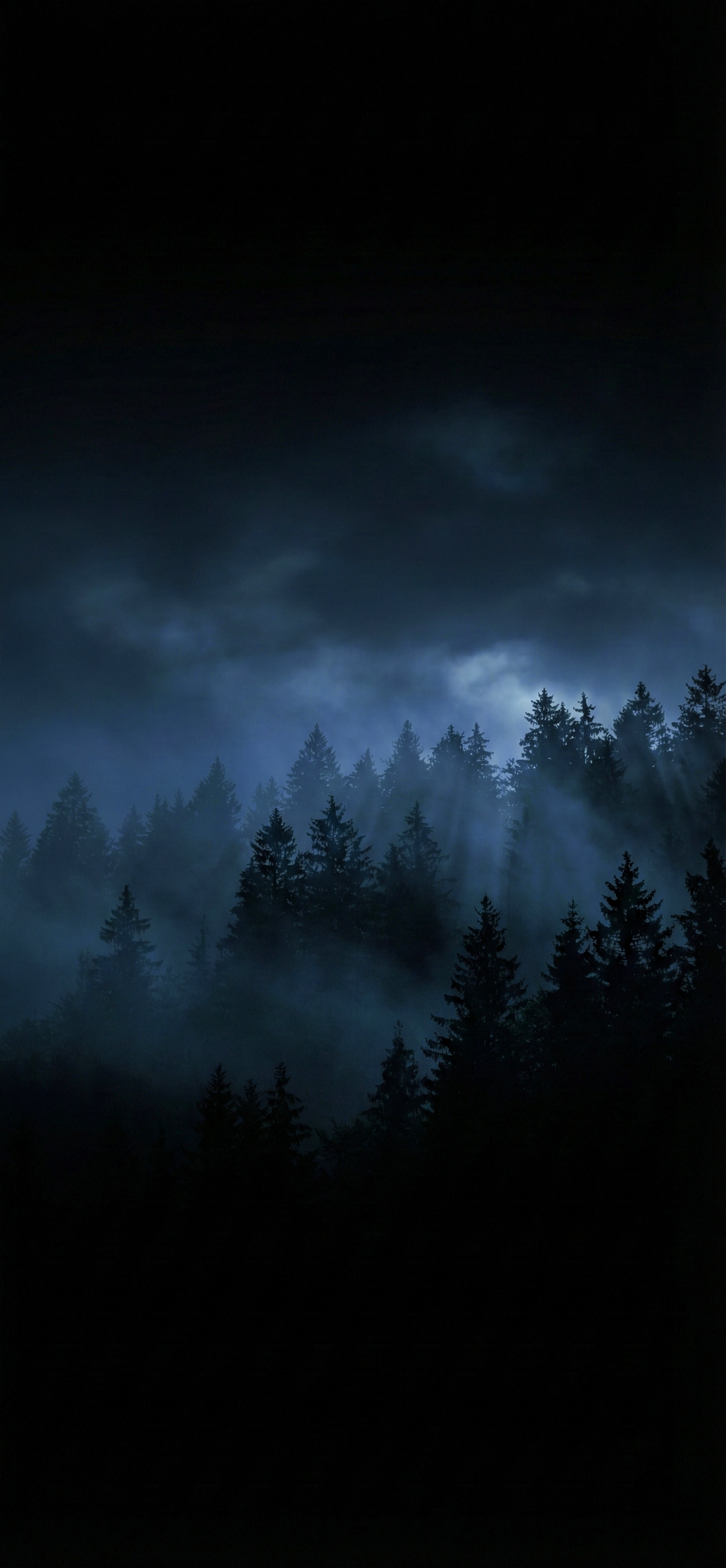 Dark Forest Wallpaper 4k
